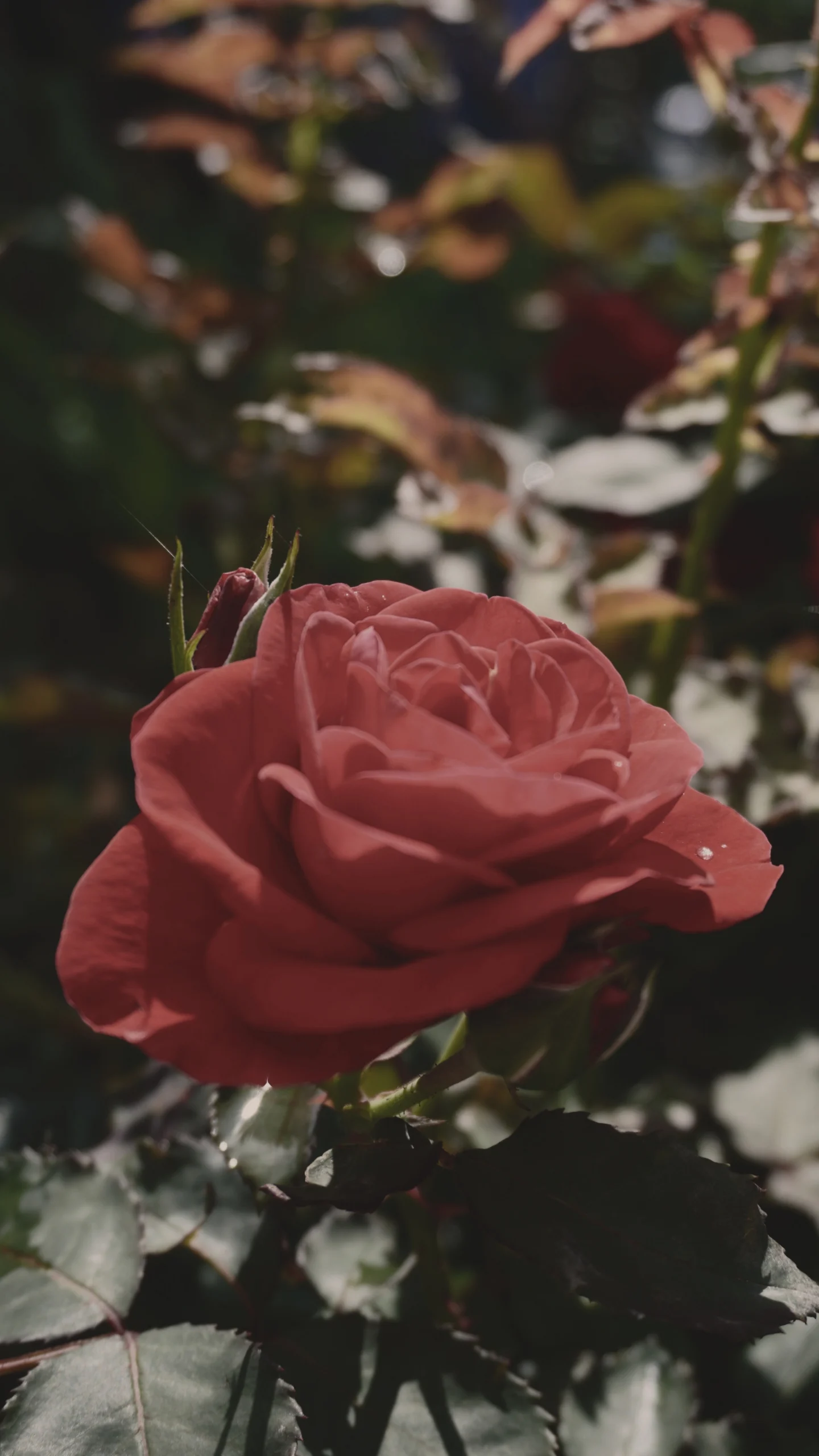 About story visual 1